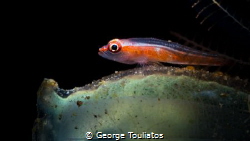 Goby on turnicate!!! by George Touliatos 